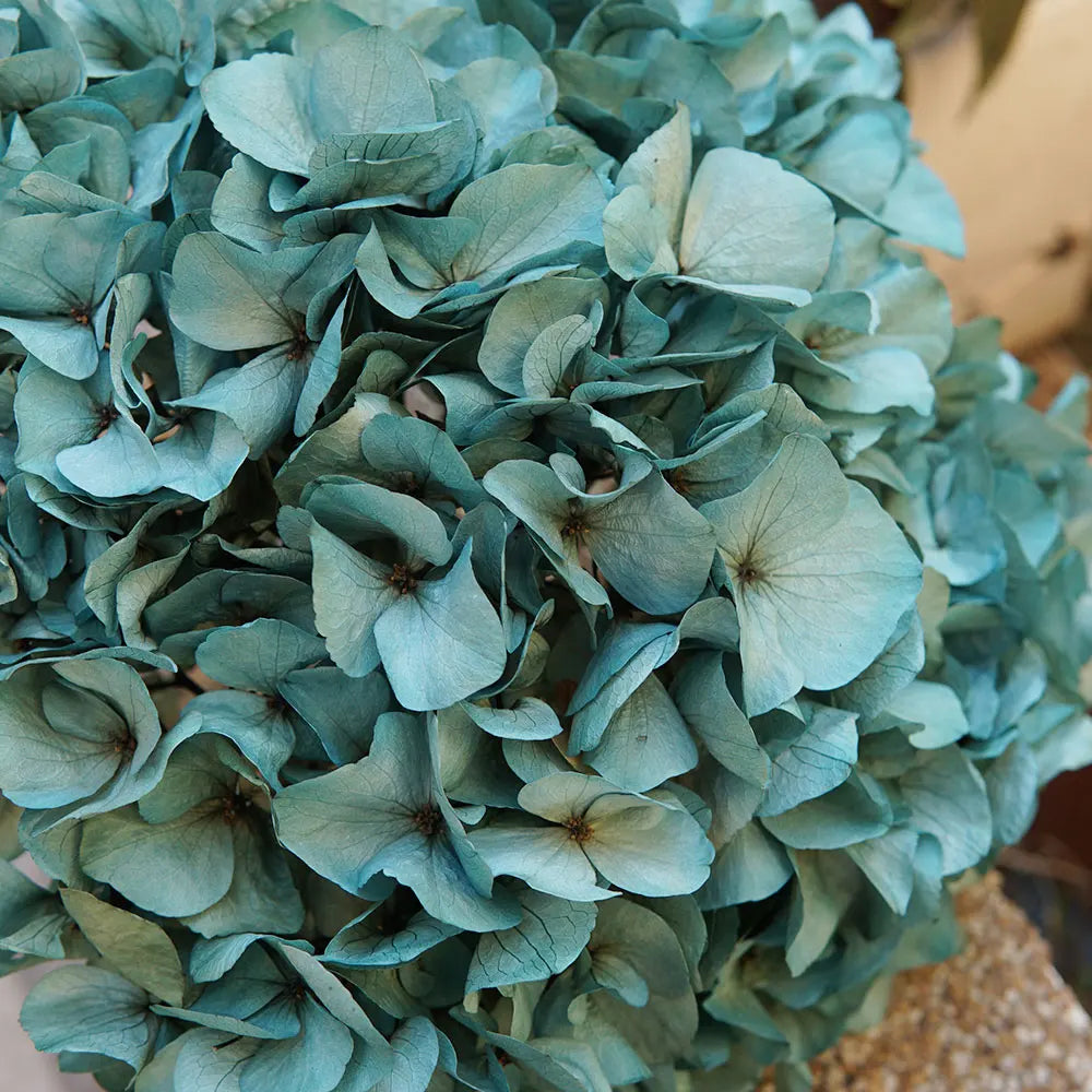 10g/pack Big Petals Macrophylla Hydrangea Preserved Hydrangea Office Decor Preserved Flowers Home Decoration Wedding Decoration