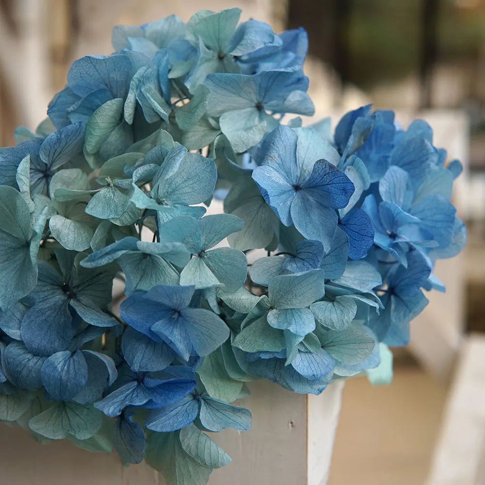 10g/pack Big Petals Macrophylla Hydrangea Preserved Hydrangea Office Decor Preserved Flowers Home Decoration Wedding Decoration