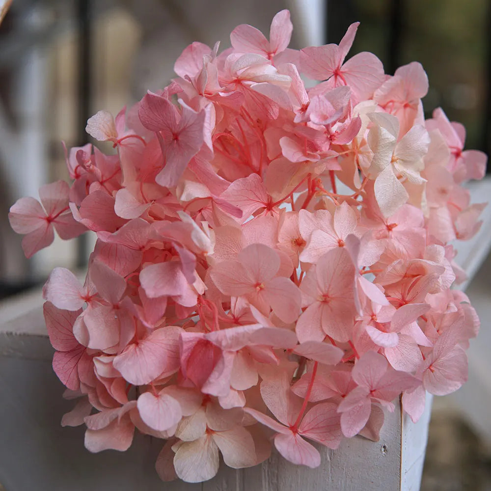 10g/pack Big Petals Macrophylla Hydrangea Preserved Hydrangea Office Decor Preserved Flowers Home Decoration Wedding Decoration