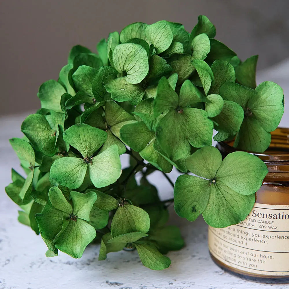 10g/pack Big Petals Macrophylla Hydrangea Preserved Hydrangea Office Decor Preserved Flowers Home Decoration Wedding Decoration