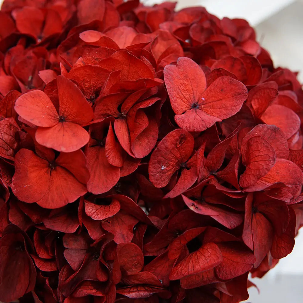 10g/pack Big Petals Macrophylla Hydrangea Preserved Hydrangea Office Decor Preserved Flowers Home Decoration Wedding Decoration