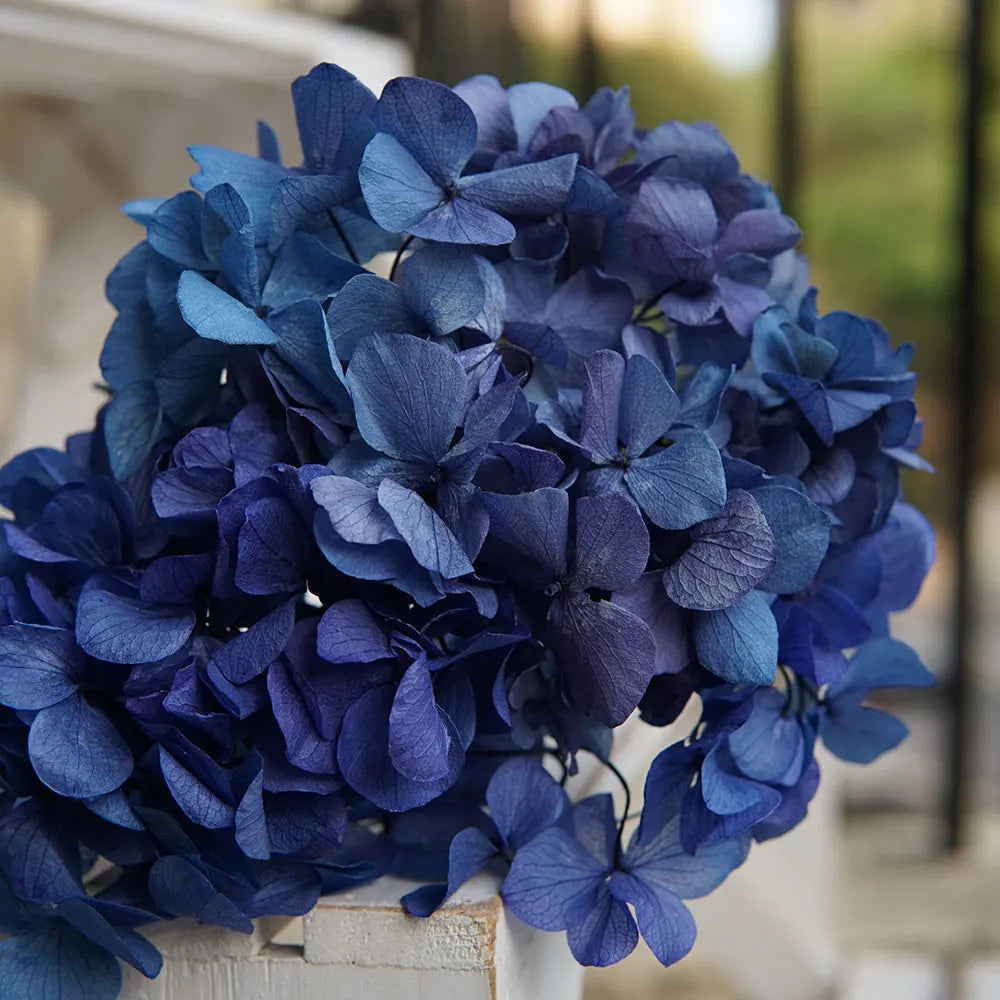 10g/pack Big Petals Macrophylla Hydrangea Preserved Hydrangea Office Decor Preserved Flowers Home Decoration Wedding Decoration