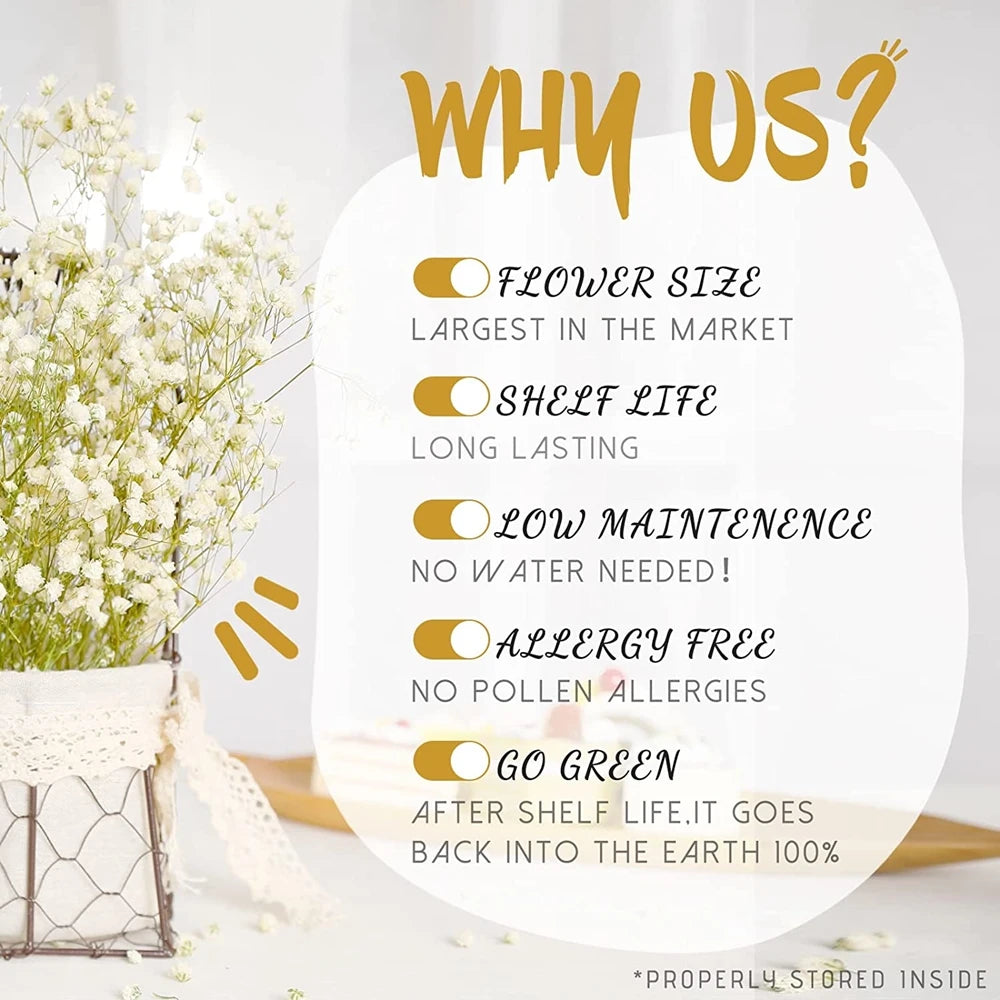 40-50cm Natural Fresh Dried Flowers Gypsophila paniculata,Baby's Breath Flower bouquets,gift & Wedding Decoration,Home Decor