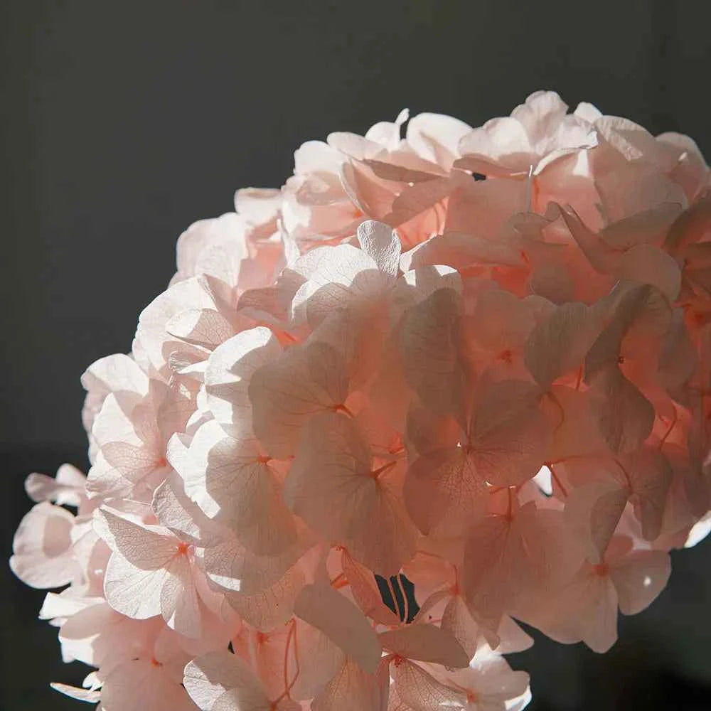 10g/pack Big Petals Macrophylla Hydrangea Preserved Hydrangea Office Decor Preserved Flowers Home Decoration Wedding Decoration
