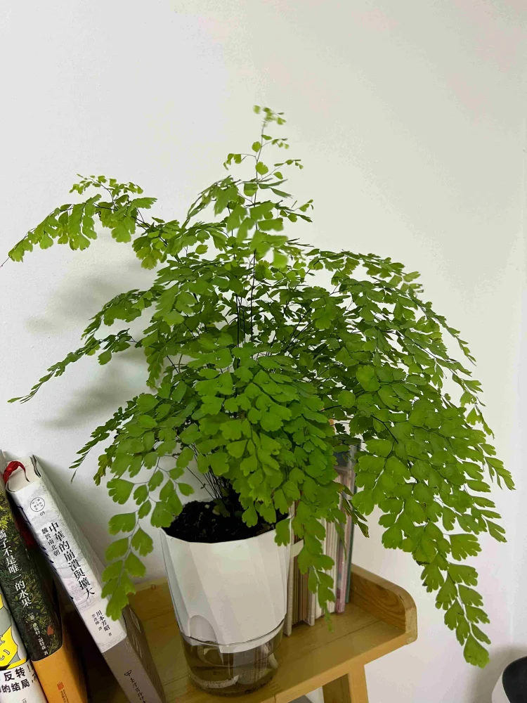Lazy Hydroponic Flower Pot Automatic Water-Absorbing Flowerpot Transparent Double Layer Plastic Self Watering Planter Office The Home Essentials