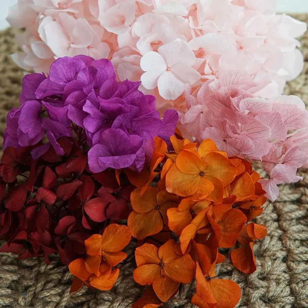 10g/pack Big Petals Macrophylla Hydrangea Preserved Hydrangea Office Decor Preserved Flowers Home Decoration Wedding Decoration