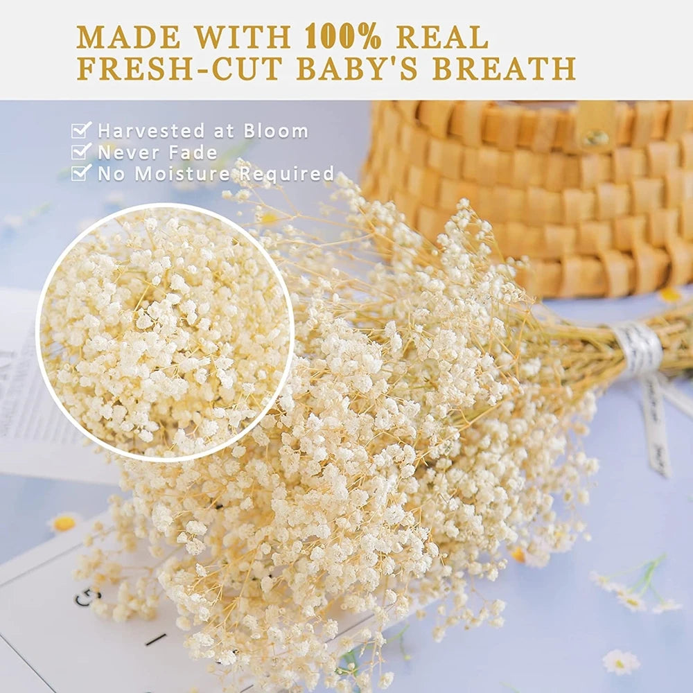 40-50cm Natural Fresh Dried Flowers Gypsophila paniculata,Baby's Breath Flower bouquets,gift & Wedding Decoration,Home Decor