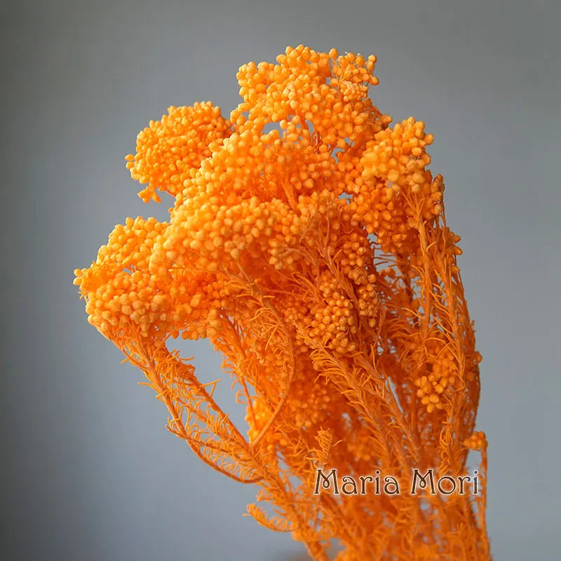 40g/Nordic Style Dried Preserved Flowers Real Natural Floral Millet Flower For Home Wedding Party Office Decoration DIY Material The Home Essentials
