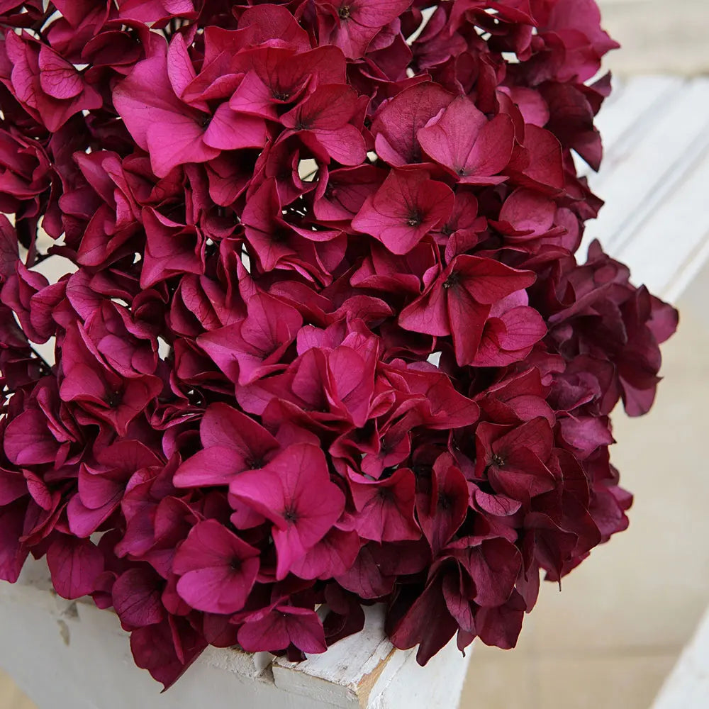 10g/pack Big Petals Macrophylla Hydrangea Preserved Hydrangea Office Decor Preserved Flowers Home Decoration Wedding Decoration