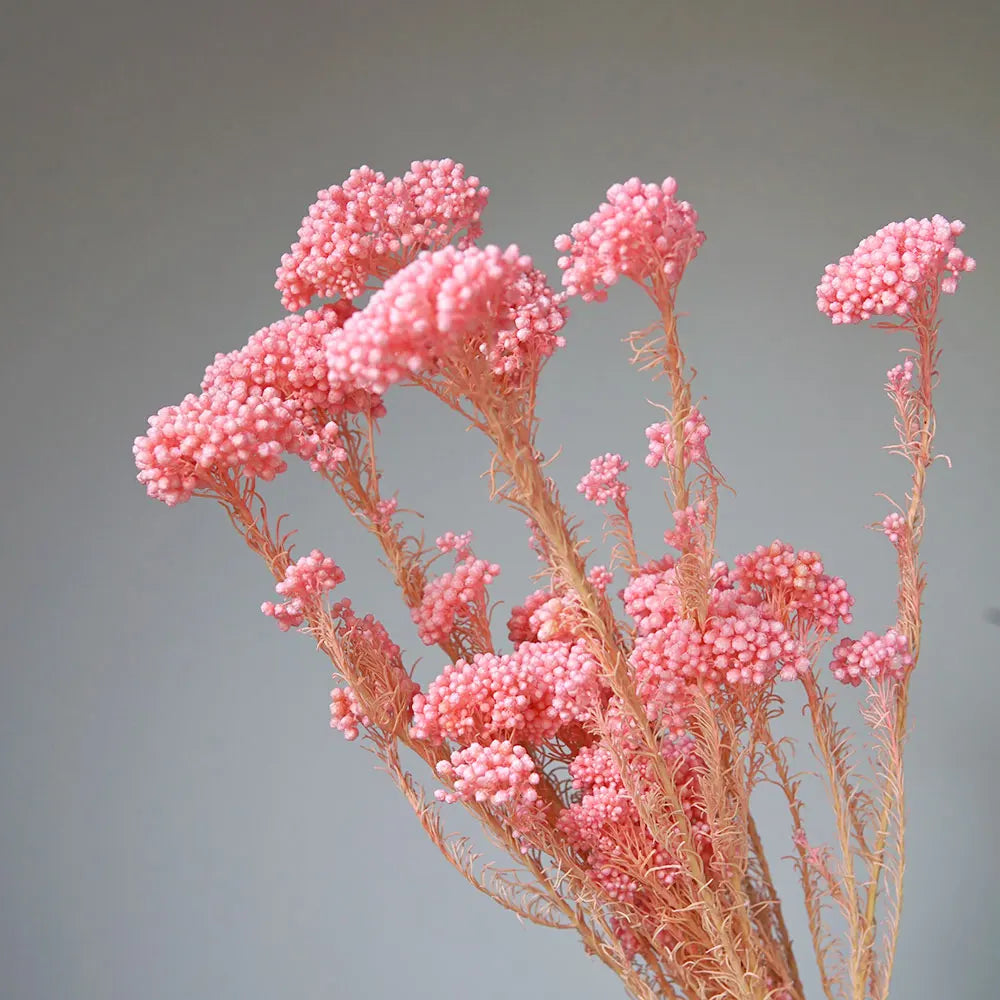 40g/Nordic Style Dried Preserved Flowers Real Natural Floral Millet Flower For Home Wedding Party Office Decoration DIY Material The Home Essentials