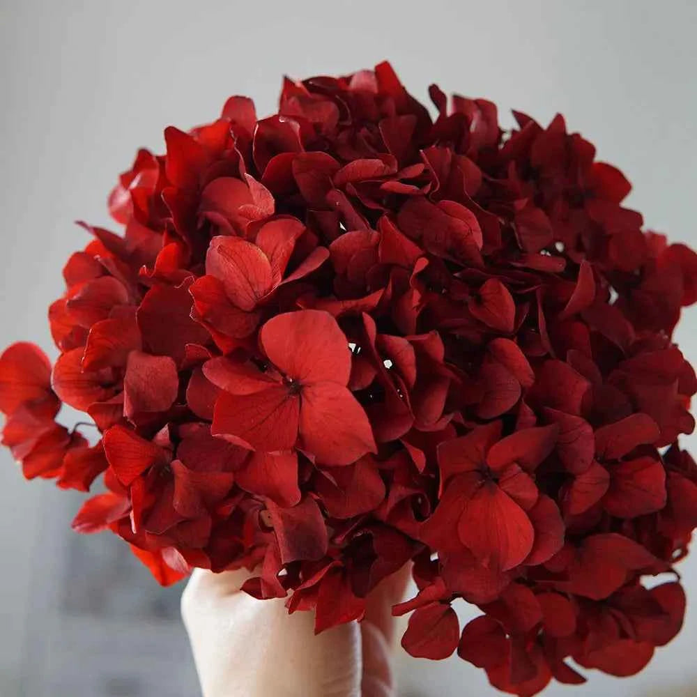 10g/pack Big Petals Macrophylla Hydrangea Preserved Hydrangea Office Decor Preserved Flowers Home Decoration Wedding Decoration