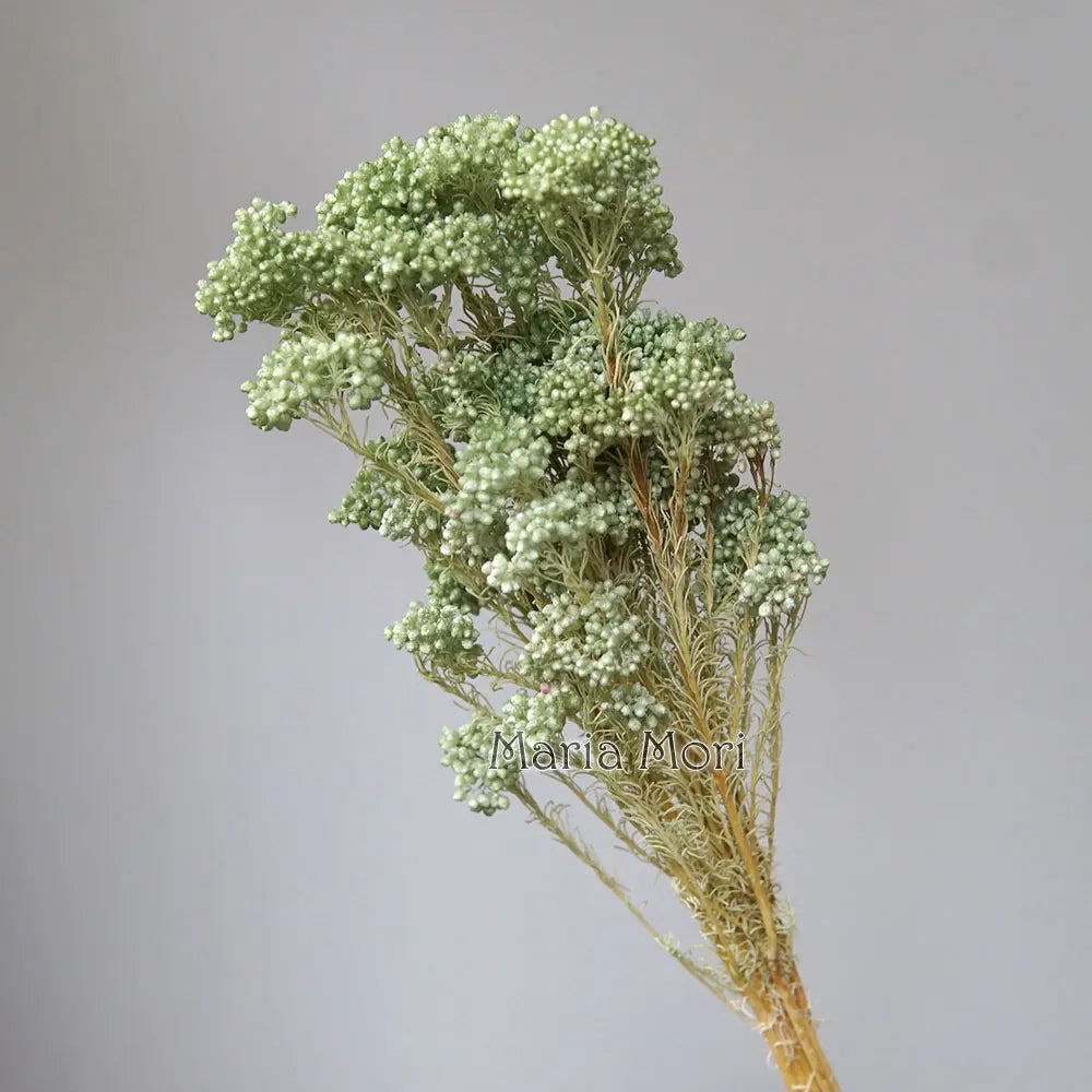 40g/Nordic Style Dried Preserved Flowers Real Natural Floral Millet Flower For Home Wedding Party Office Decoration DIY Material The Home Essentials