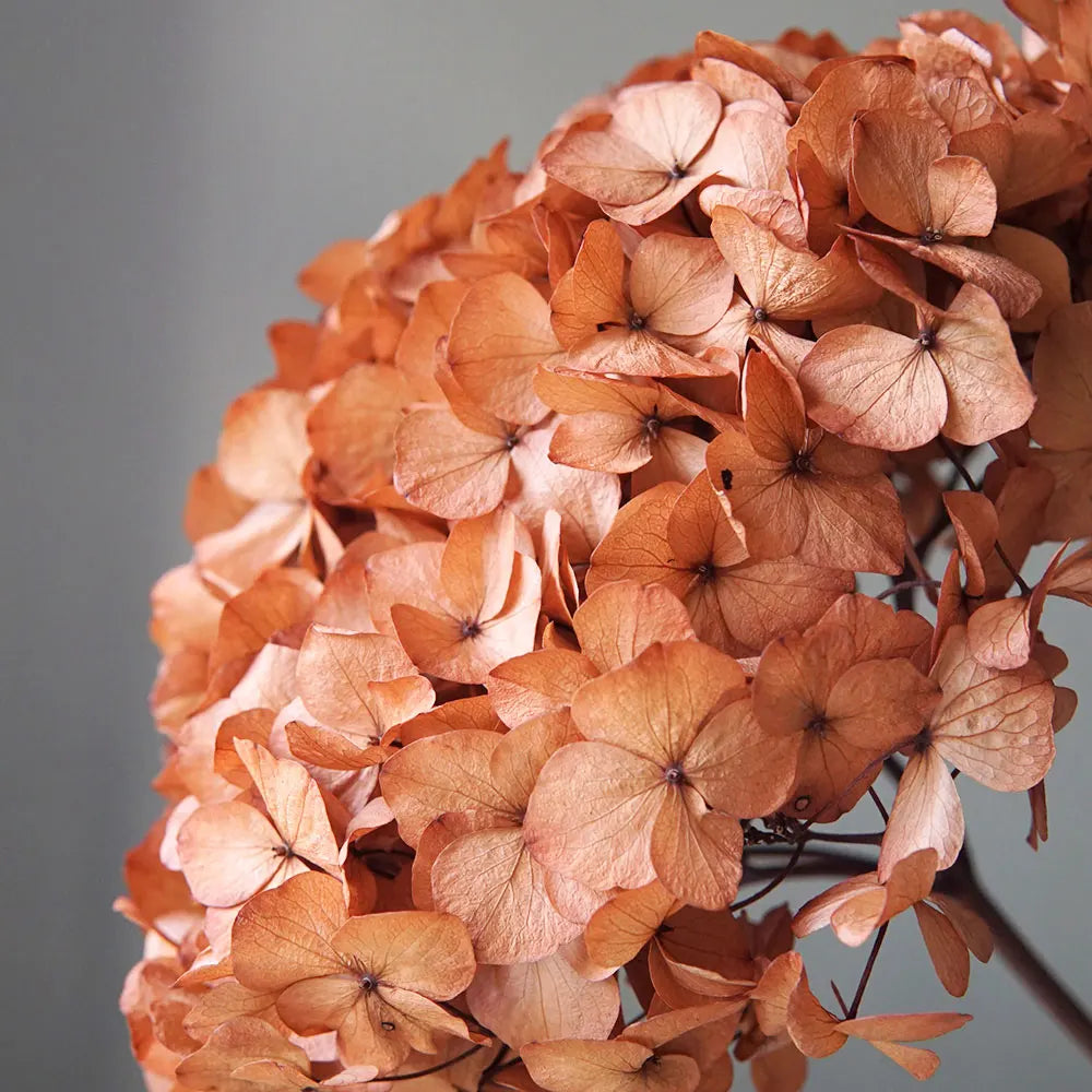10g/pack Big Petals Macrophylla Hydrangea Preserved Hydrangea Office Decor Preserved Flowers Home Decoration Wedding Decoration