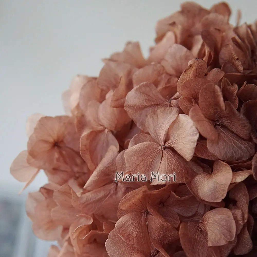 10g/pack Big Petals Macrophylla Hydrangea Preserved Hydrangea Office Decor Preserved Flowers Home Decoration Wedding Decoration