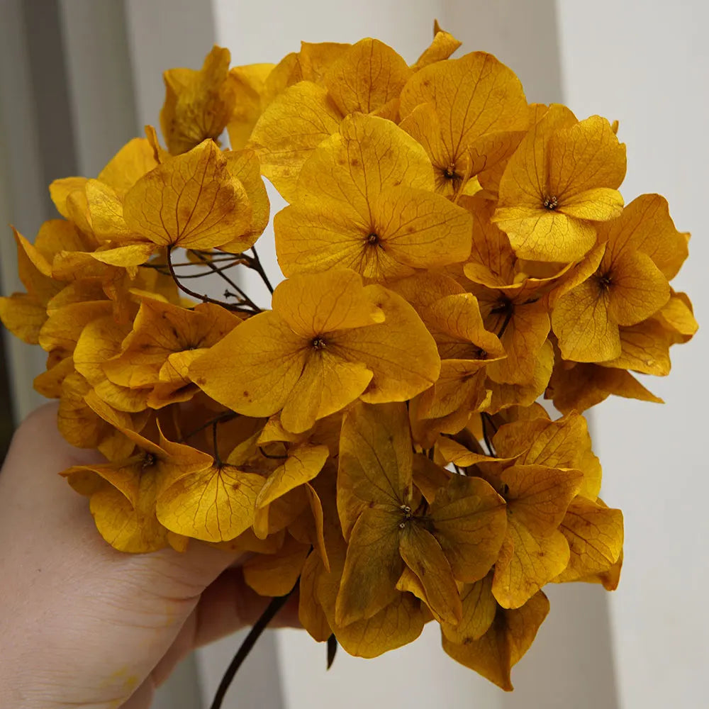 10g/pack Big Petals Macrophylla Hydrangea Preserved Hydrangea Office Decor Preserved Flowers Home Decoration Wedding Decoration