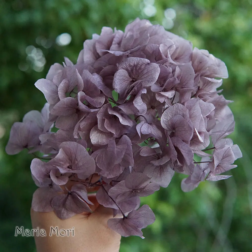 10g/pack Big Petals Macrophylla Hydrangea Preserved Hydrangea Office Decor Preserved Flowers Home Decoration Wedding Decoration