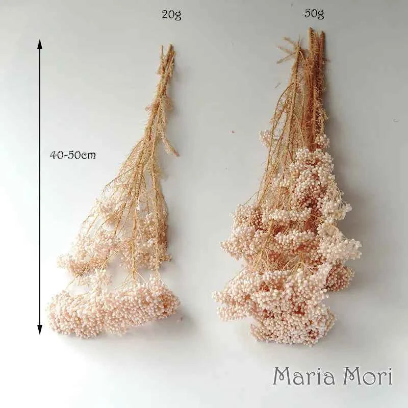 40g/Nordic Style Dried Preserved Flowers Real Natural Floral Millet Flower For Home Wedding Party Office Decoration DIY Material