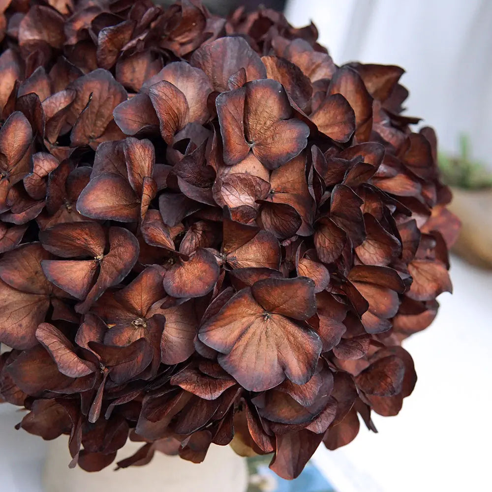 10g/pack Big Petals Macrophylla Hydrangea Preserved Hydrangea Office Decor Preserved Flowers Home Decoration Wedding Decoration