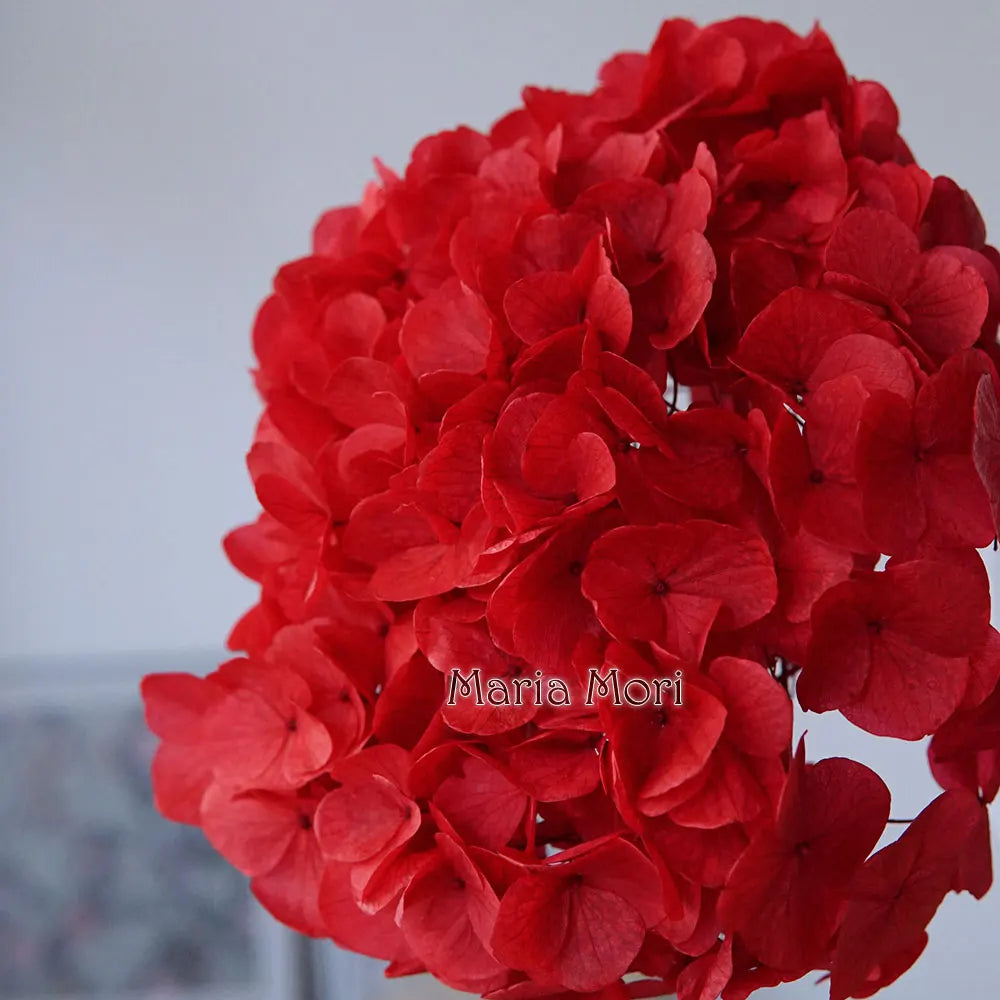10g/pack Big Petals Macrophylla Hydrangea Preserved Hydrangea Office Decor Preserved Flowers Home Decoration Wedding Decoration