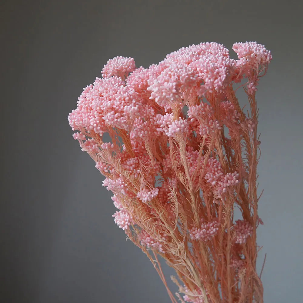 40g/Nordic Style Dried Preserved Flowers Real Natural Floral Millet Flower For Home Wedding Party Office Decoration DIY Material The Home Essentials