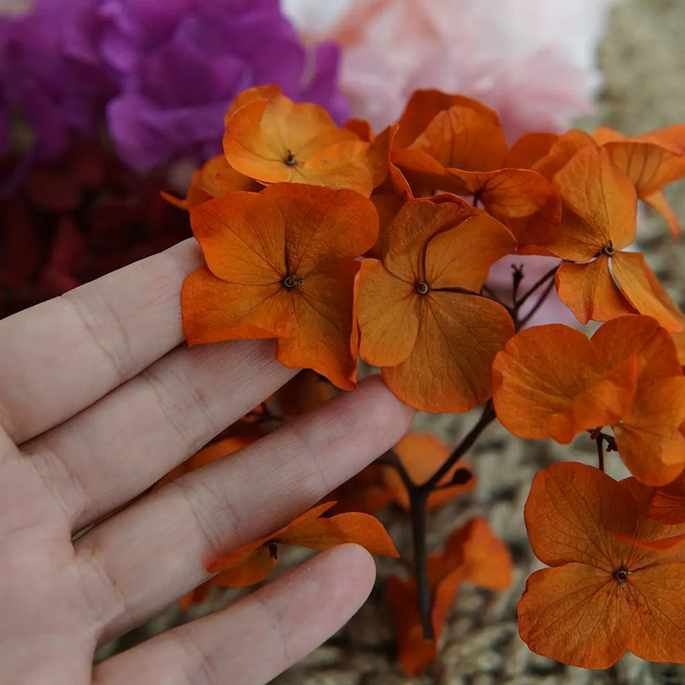 10g/pack Big Petals Macrophylla Hydrangea Preserved Hydrangea Office Decor Preserved Flowers Home Decoration Wedding Decoration