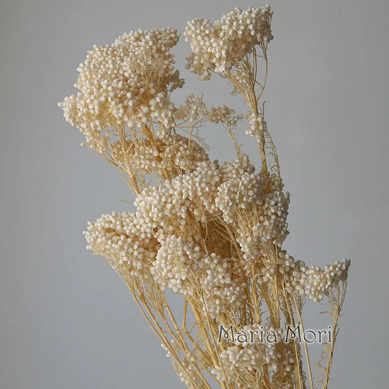 40g/Nordic Style Dried Preserved Flowers Real Natural Floral Millet Flower For Home Wedding Party Office Decoration DIY Material The Home Essentials