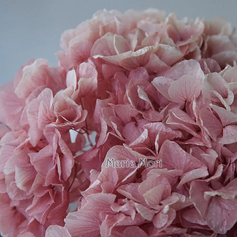 10g/pack Big Petals Macrophylla Hydrangea Preserved Hydrangea Office Decor Preserved Flowers Home Decoration Wedding Decoration
