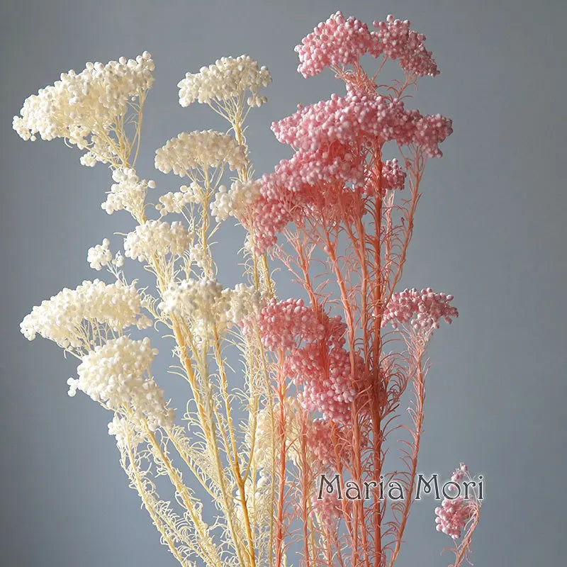 40g/Nordic Style Dried Preserved Flowers Real Natural Floral Millet Flower For Home Wedding Party Office Decoration DIY Material The Home Essentials