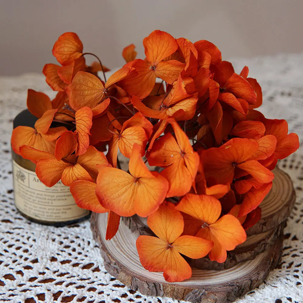 10g/pack Big Petals Macrophylla Hydrangea Preserved Hydrangea Office Decor Preserved Flowers Home Decoration Wedding Decoration