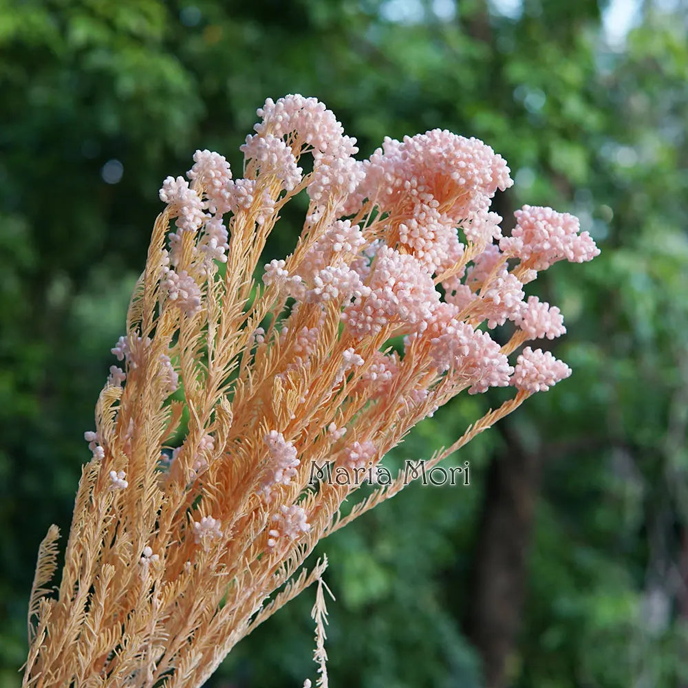 40g/Nordic Style Dried Preserved Flowers Real Natural Floral Millet Flower For Home Wedding Party Office Decoration DIY Material The Home Essentials