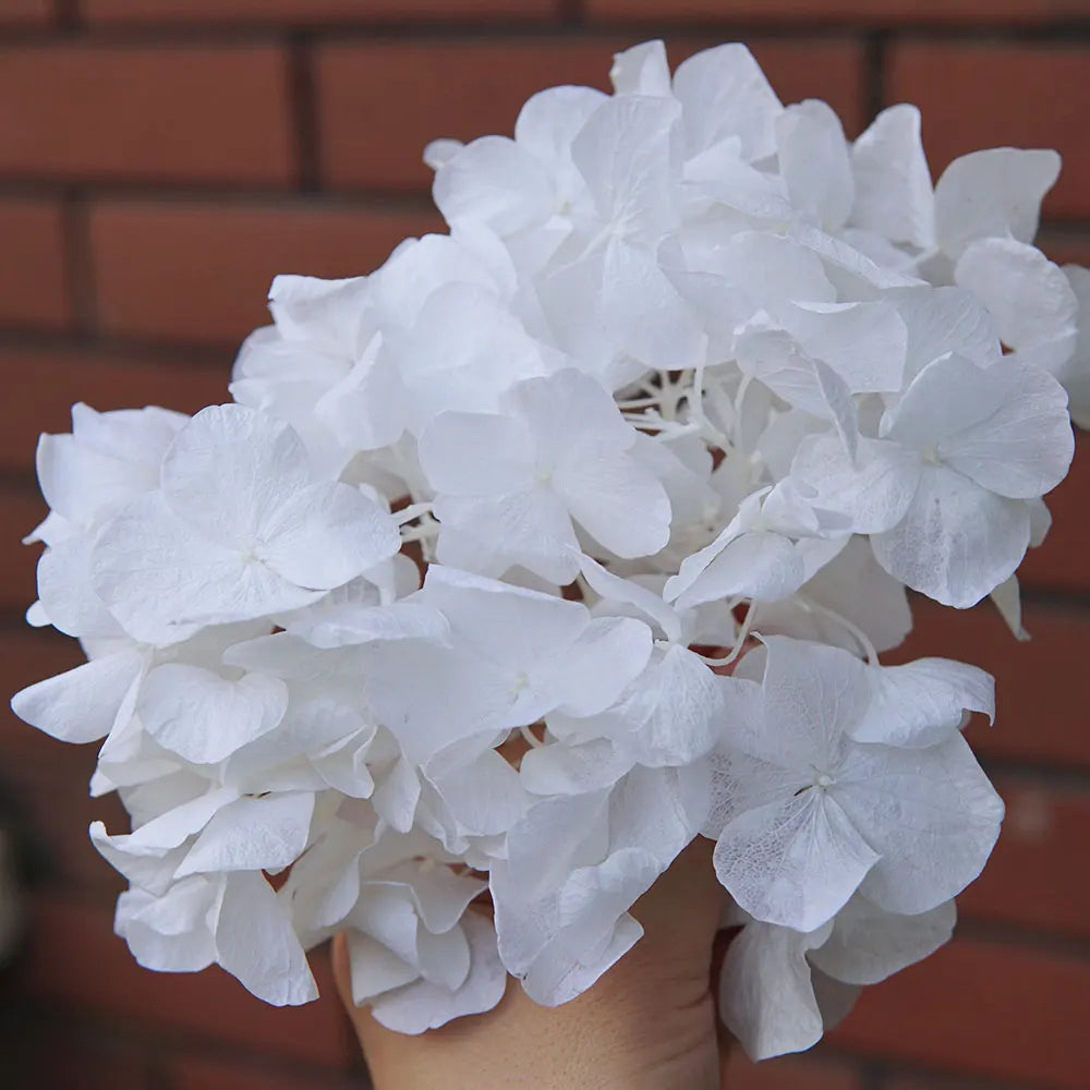 10g/pack Big Petals Macrophylla Hydrangea Preserved Hydrangea Office Decor Preserved Flowers Home Decoration Wedding Decoration