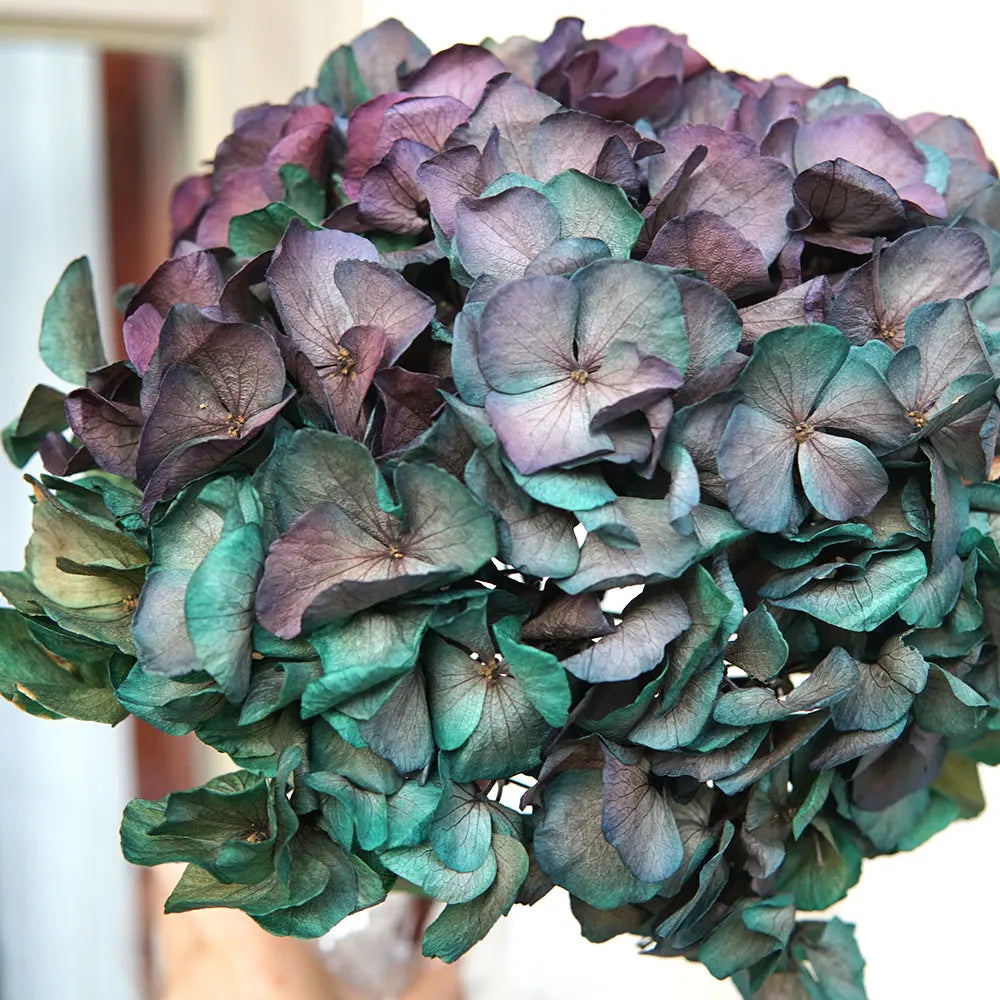 10g/pack Big Petals Macrophylla Hydrangea Preserved Hydrangea Office Decor Preserved Flowers Home Decoration Wedding Decoration