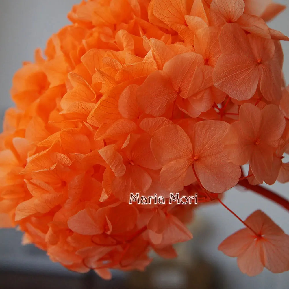 10g/pack Big Petals Macrophylla Hydrangea Preserved Hydrangea Office Decor Preserved Flowers Home Decoration Wedding Decoration