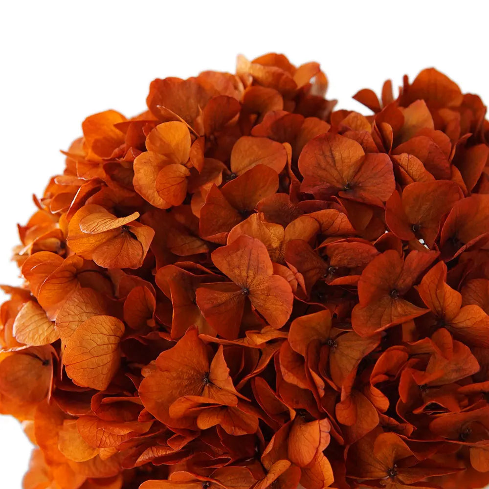 10g/pack Big Petals Macrophylla Hydrangea Preserved Hydrangea Office Decor Preserved Flowers Home Decoration Wedding Decoration