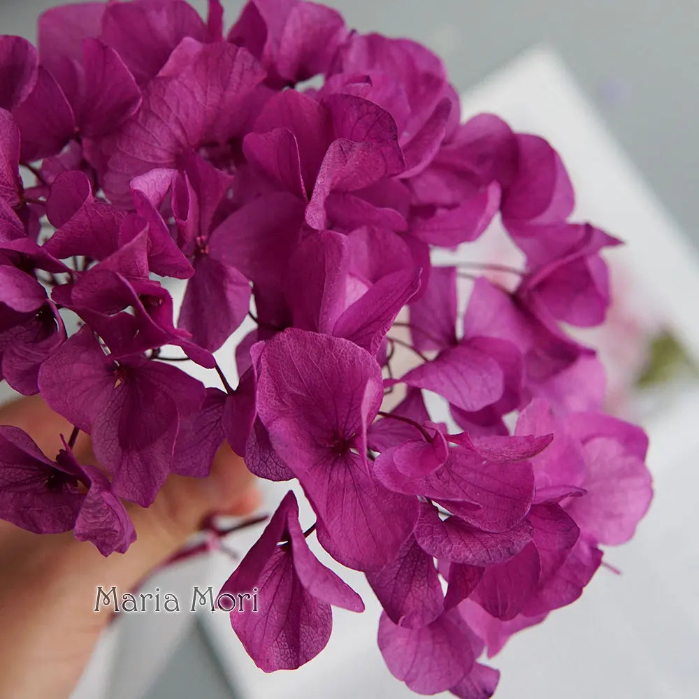10g/pack Big Petals Macrophylla Hydrangea Preserved Hydrangea Office Decor Preserved Flowers Home Decoration Wedding Decoration