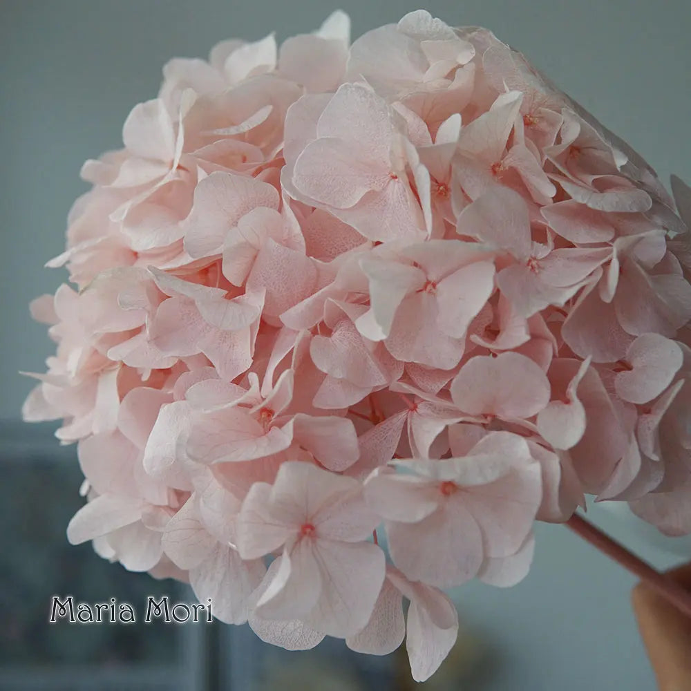 10g/pack Big Petals Macrophylla Hydrangea Preserved Hydrangea Office Decor Preserved Flowers Home Decoration Wedding Decoration