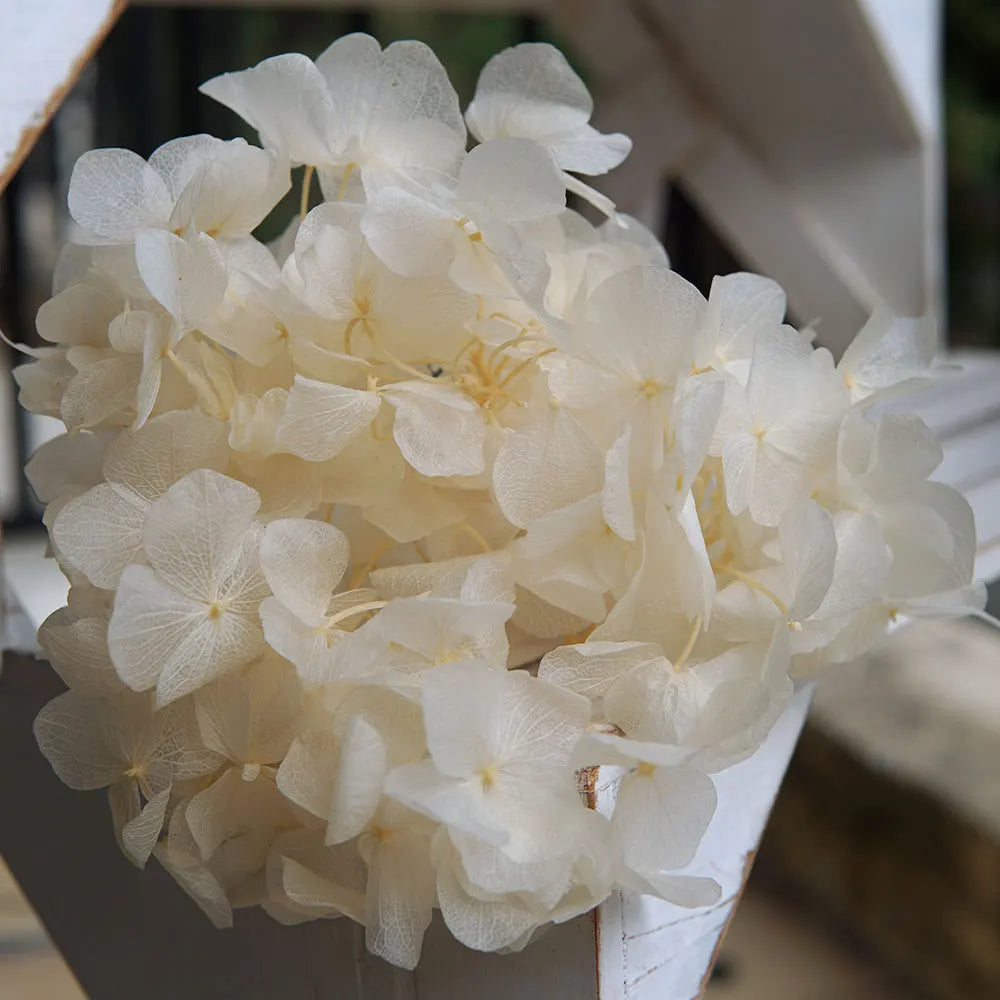 10g/pack Big Petals Macrophylla Hydrangea Preserved Hydrangea Office Decor Preserved Flowers Home Decoration Wedding Decoration