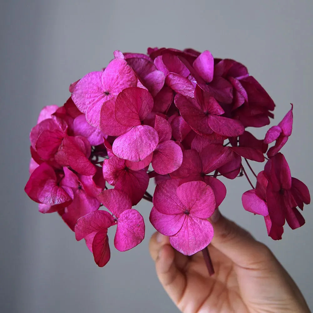 10g/pack Big Petals Macrophylla Hydrangea Preserved Hydrangea Office Decor Preserved Flowers Home Decoration Wedding Decoration