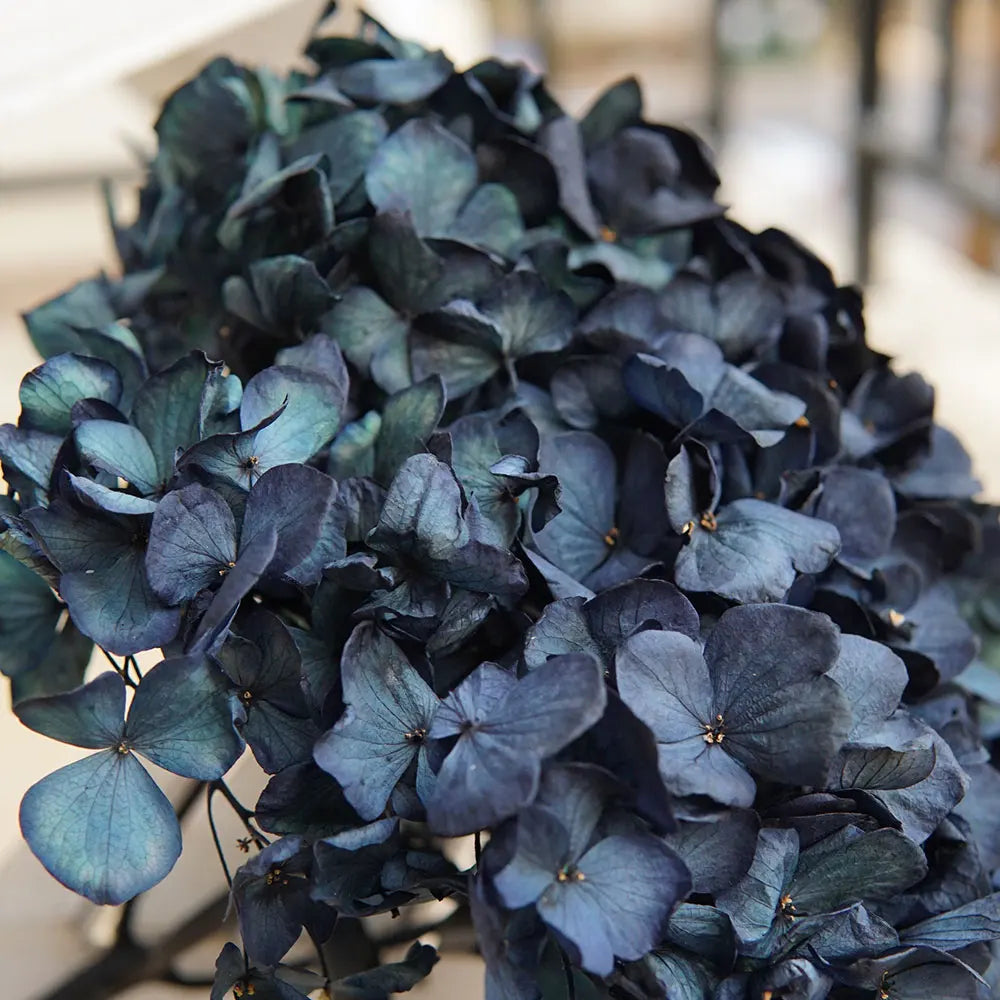 10g/pack Big Petals Macrophylla Hydrangea Preserved Hydrangea Office Decor Preserved Flowers Home Decoration Wedding Decoration