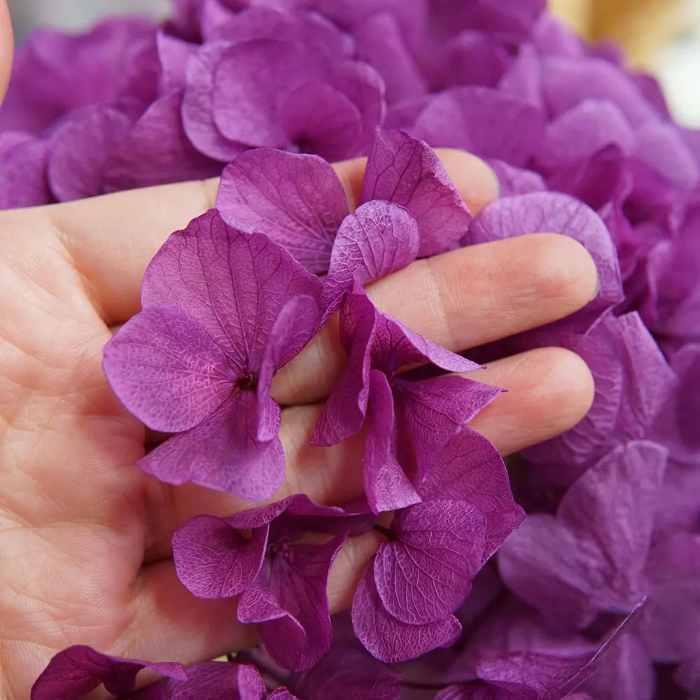 10g/pack Big Petals Macrophylla Hydrangea Preserved Hydrangea Office Decor Preserved Flowers Home Decoration Wedding Decoration