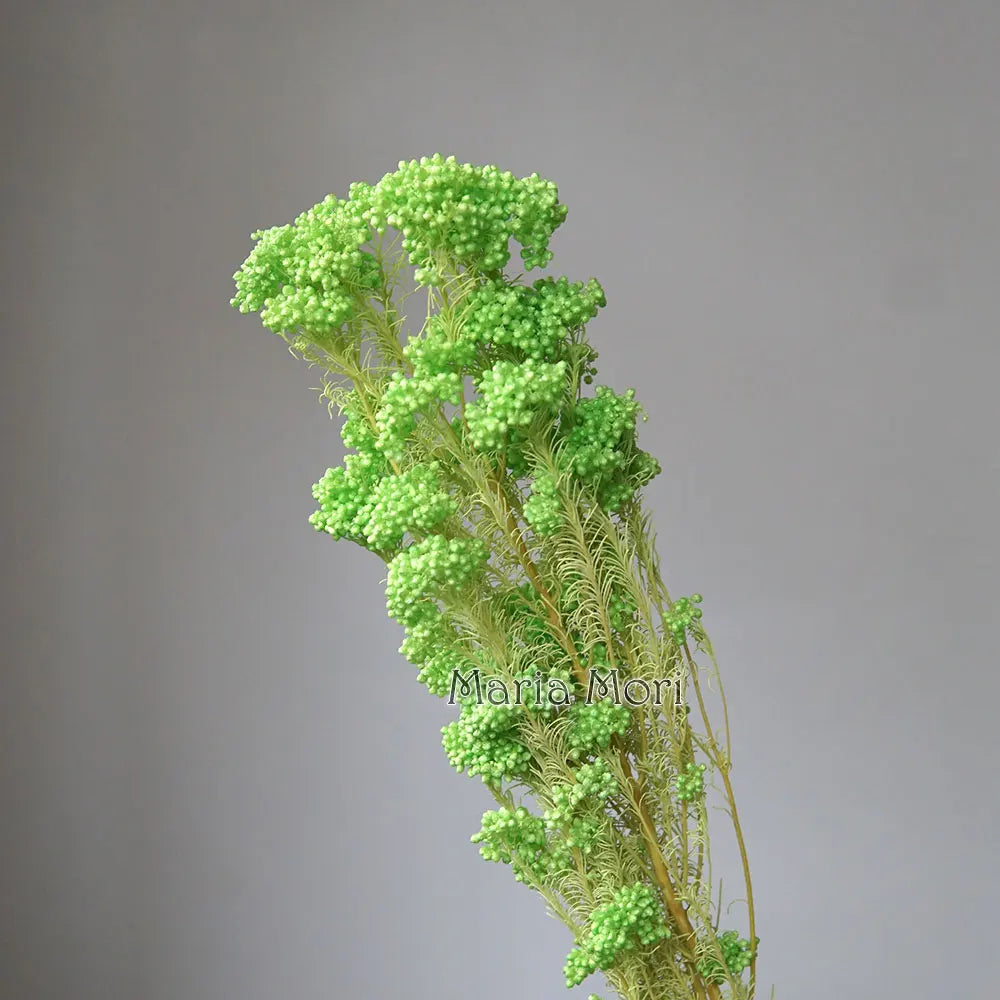 40g/Nordic Style Dried Preserved Flowers Real Natural Floral Millet Flower For Home Wedding Party Office Decoration DIY Material The Home Essentials