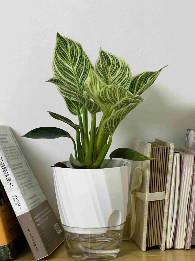 Lazy Hydroponic Flower Pot Automatic Water-Absorbing Flowerpot Transparent Double Layer Plastic Self Watering Planter Office
