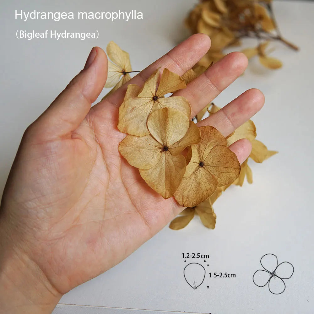 10g/pack Big Petals Macrophylla Hydrangea Preserved Hydrangea Office Decor Preserved Flowers Home Decoration Wedding Decoration