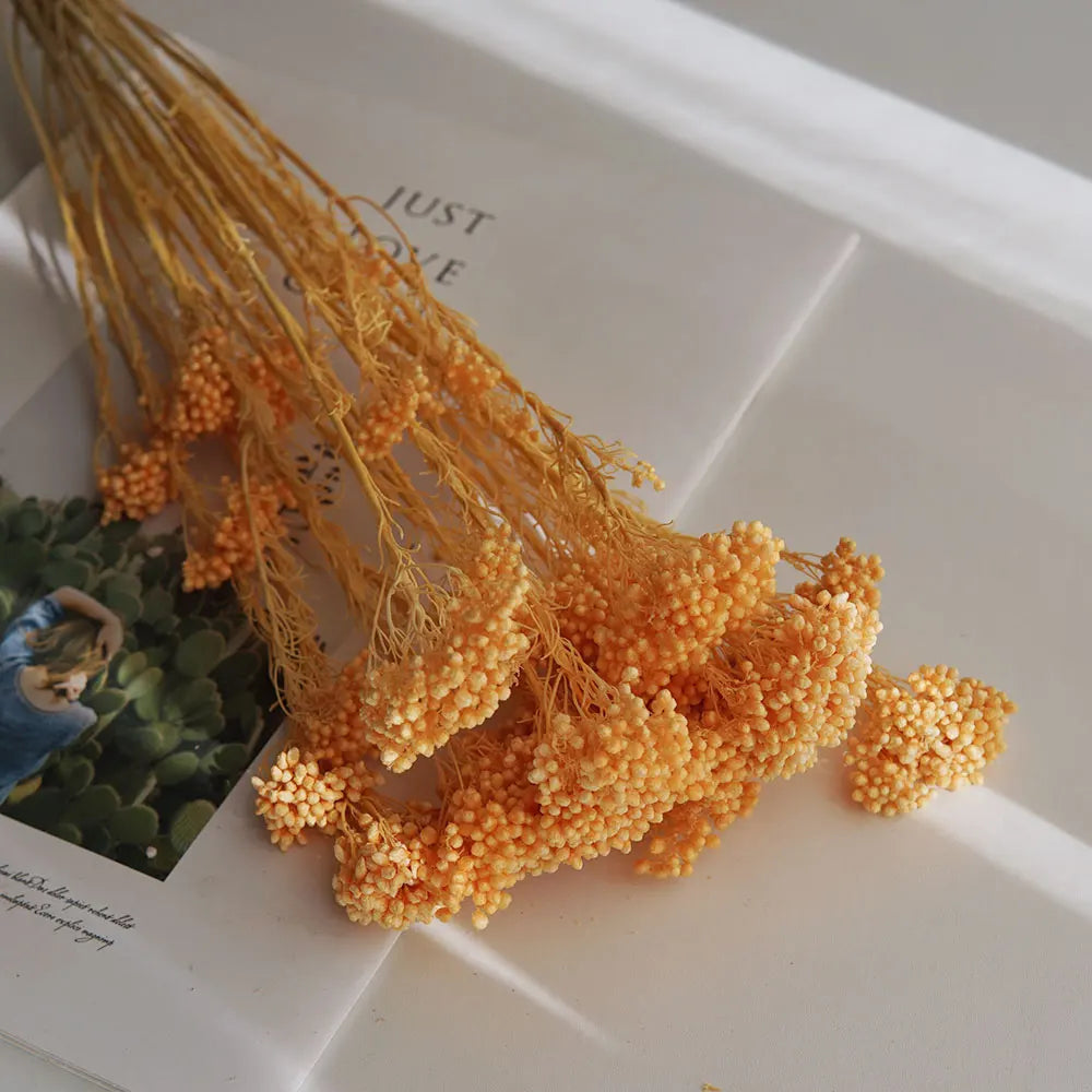 40g/Nordic Style Dried Preserved Flowers Real Natural Floral Millet Flower For Home Wedding Party Office Decoration DIY Material The Home Essentials